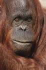 Orangutan-Pongo-native to Borneo and Sumatra Botanical Print